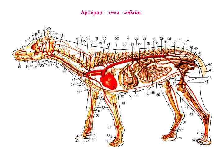 Анатомия собаки: скелет и внутреннее строение мышц, костей и органов