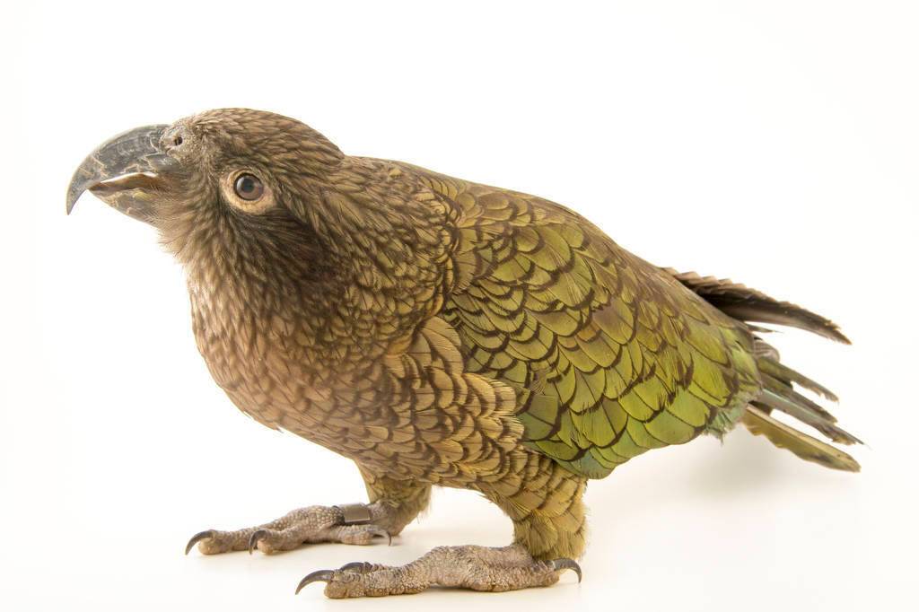 Кеа попугай. образ жизни и среда обитания попугая кеа