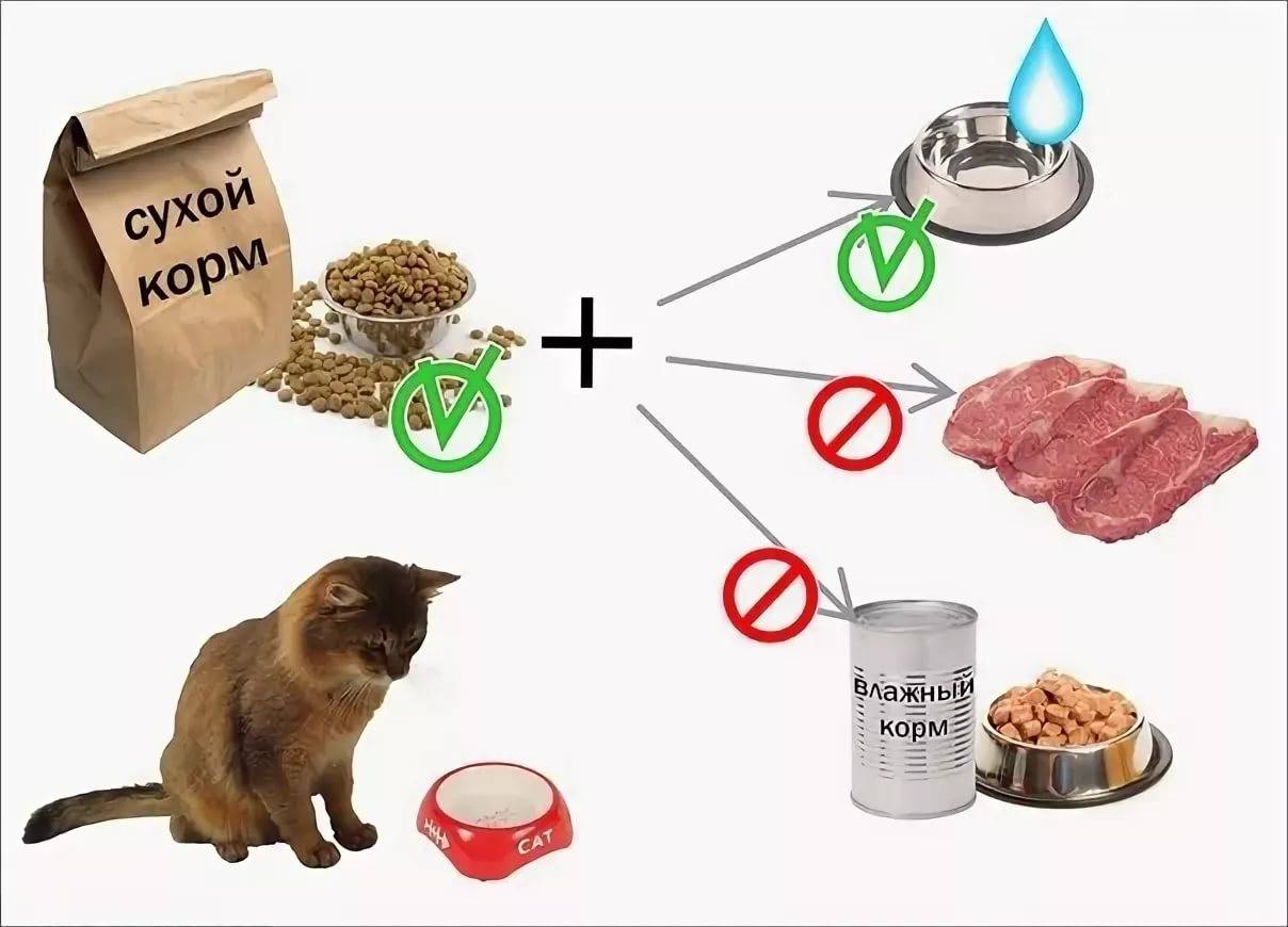 Чем нельзя кормить котят | ваши питомцы