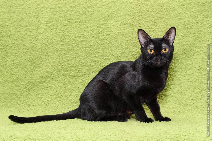 Бомбейская кошка - 75 фото почти настоящей черной кошки