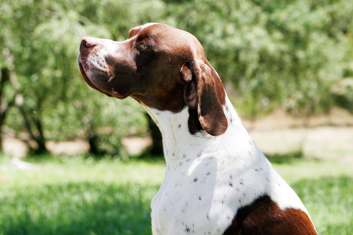 Пойнтер – фото собаки, описание породы, цена щенков