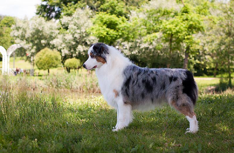 Миниатюрная американская овчарка - miniature american shepherd - abcdef.wiki