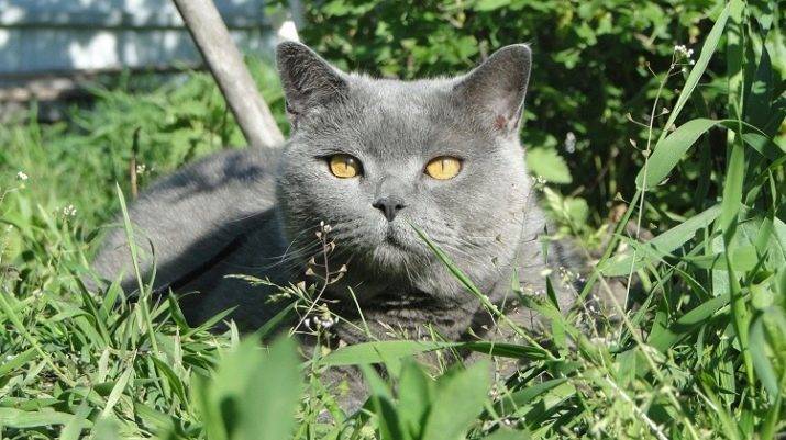 Унисекс имена подходящих и кошкам, и котам