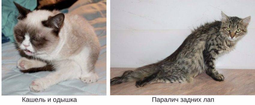 Кошки, таурин и дкмп - ветеринарная клиника пес и кот в санкт петербурге