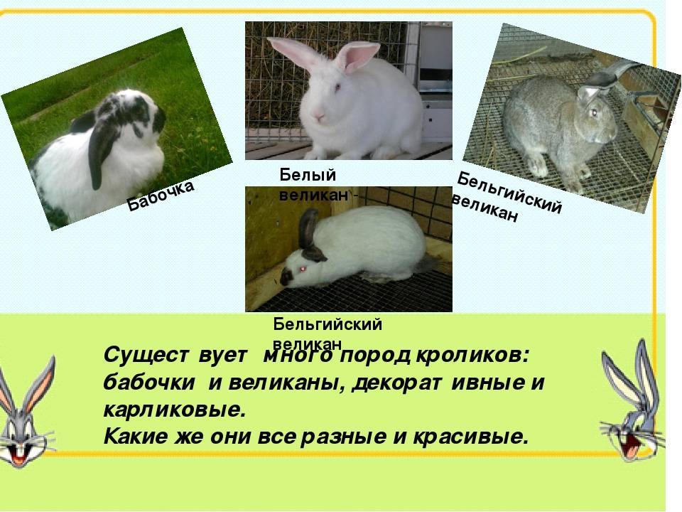 ᐉ кролики породы бабочка: описание и разведение - zooon.ru