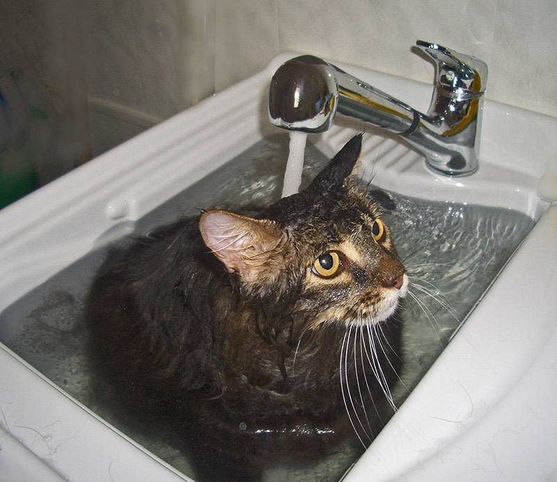 Породы кошек которые любят мыться