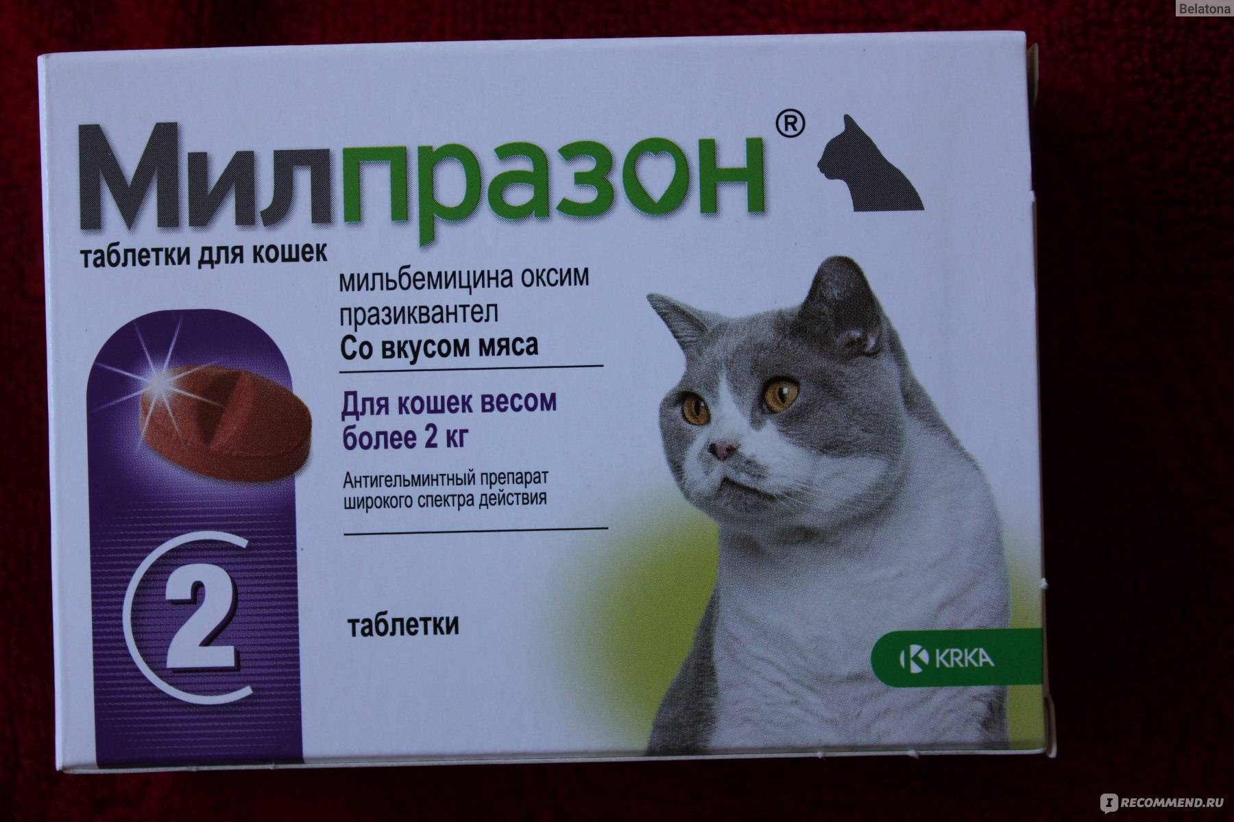 Обезболивающие для кошек (что нельзя давать) - kotiko.ru