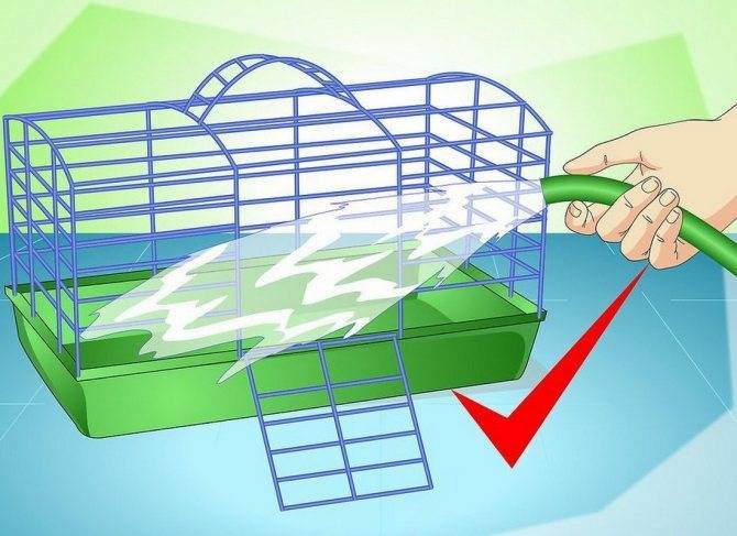 Как ухаживать за хомяком? как правильно содержать хомяка дома? инструкция по уходу за маленькими хомячками в домашних условиях