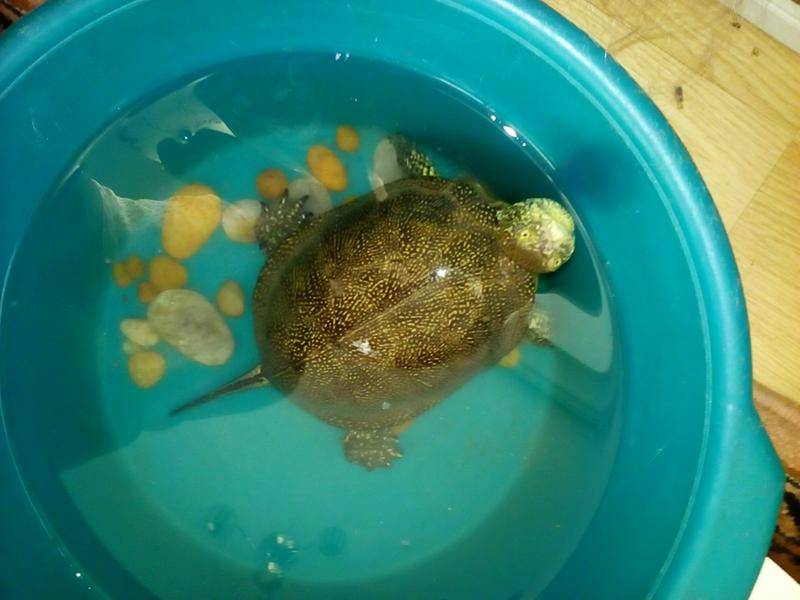 Европейская болотная черепаха и интересные факты о ней - фото и видео