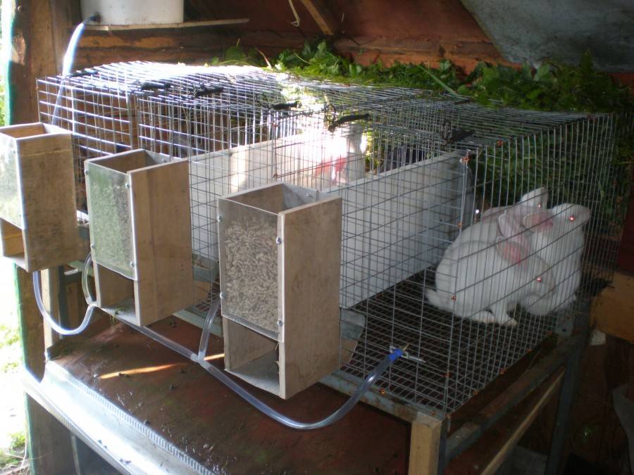 Разведение и содержание кроликов в домашних условиях с нуля