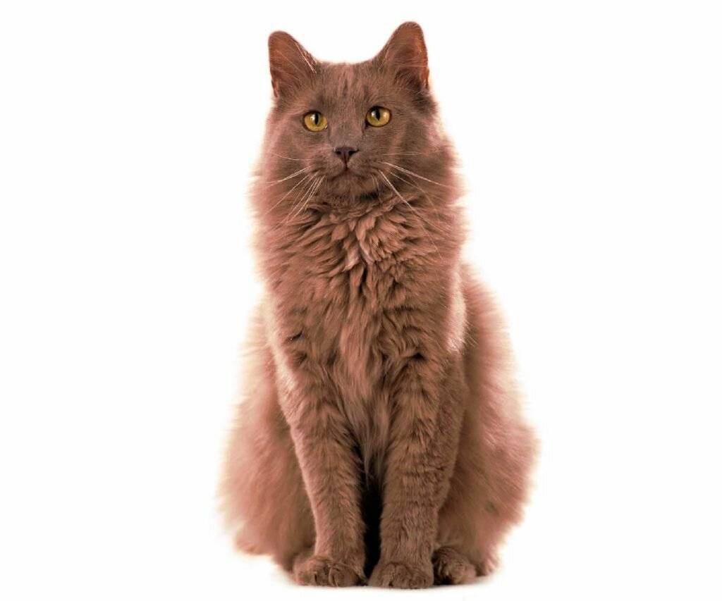 Йоркская шоколадная кошка: фото, описание породы, характер, цены