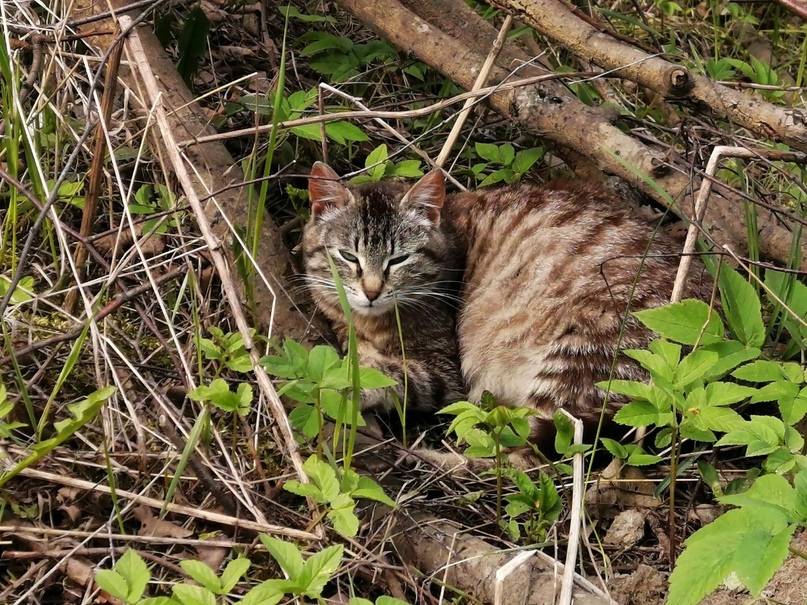 Амурский лесной кот фото