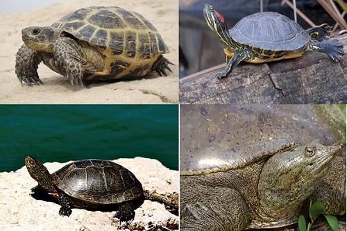 Какие бывают черепахи: водные и сухопутные разновидности, определение вида по цвету животного