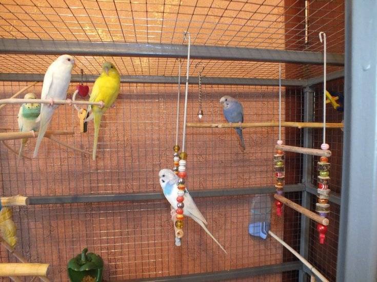 Клетка для попугая: её фото, сколько стоит большая, как выбрать вольер для крупных, средних и волнистых птиц, что стелить на дно и где разместить