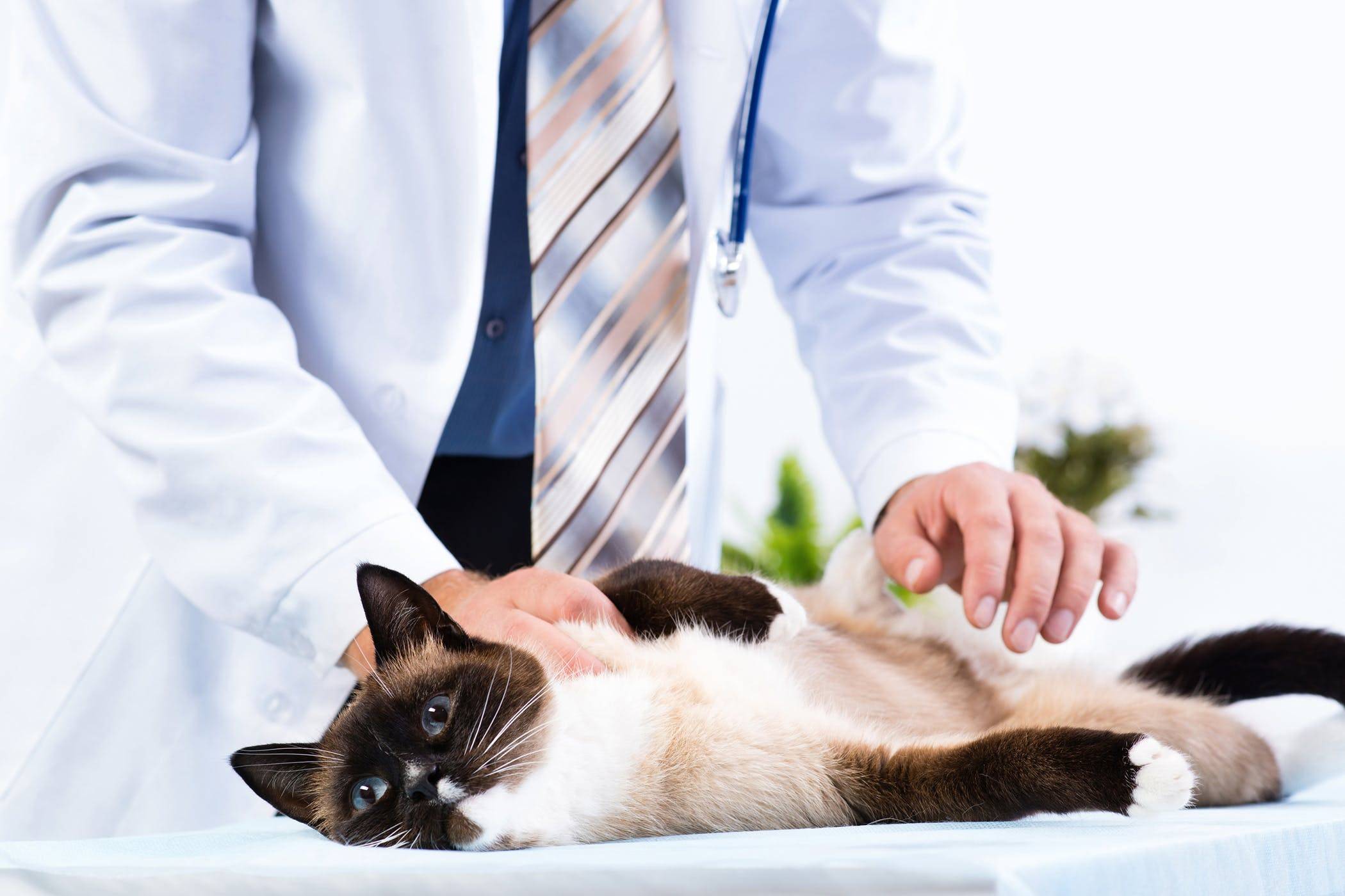 Гастрит у кошек: причины и симптомы, лечение и профилактика, чем кормить