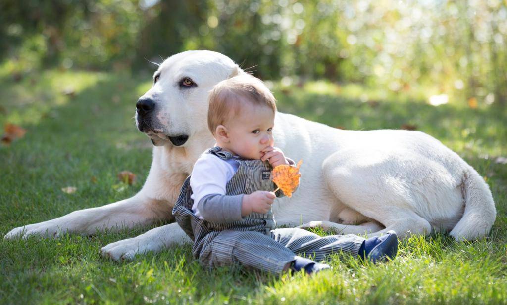 ≡ топ 15 ᐈ лучшие породы собак для ребенка | woofy dog