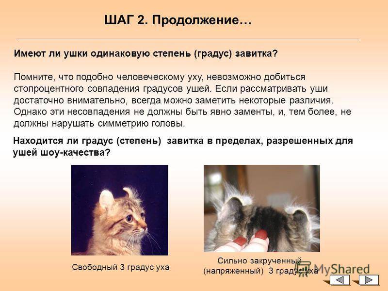 Кошки девон-рекс: информация и характерные особенности