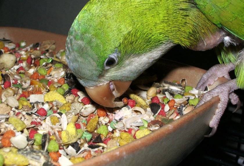 Чумиза и сенегальское просо для попугаев: что это такое, сколько можно давать лакомства, почему не едят в колосьях