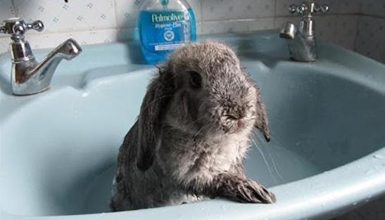Можно ли мыть декоративных кроликов и как их купать?
