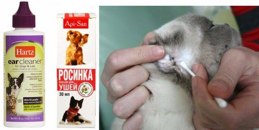 Как чистить уши котенку и какие средства использовать