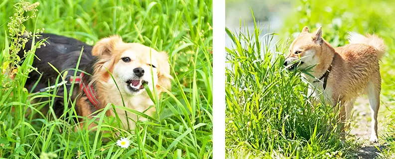 Почему собаки едят траву?