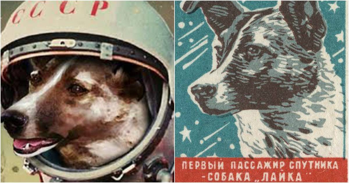 Лайка (собака-космонавт) : wiki
 : факты о россии