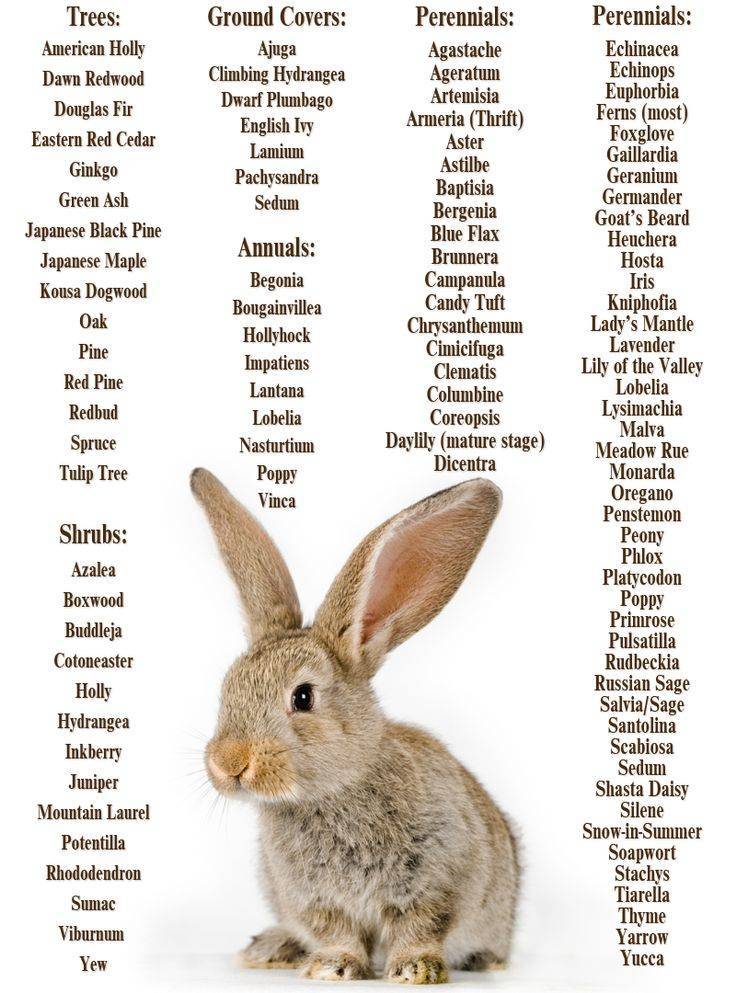 Имена для кроликов: как выбрать и приучит?