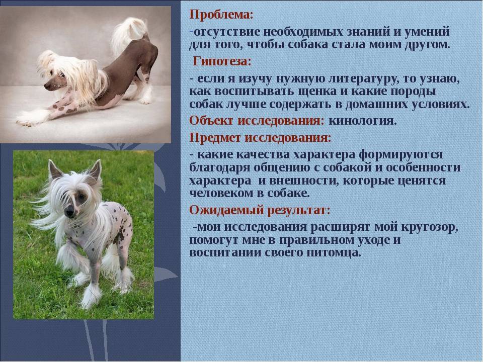 Классификация пород собак в системе кинологических организаций