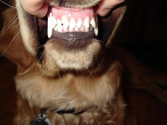 Собаки, зубы собак, уход за зубами и профилактика заболеваний