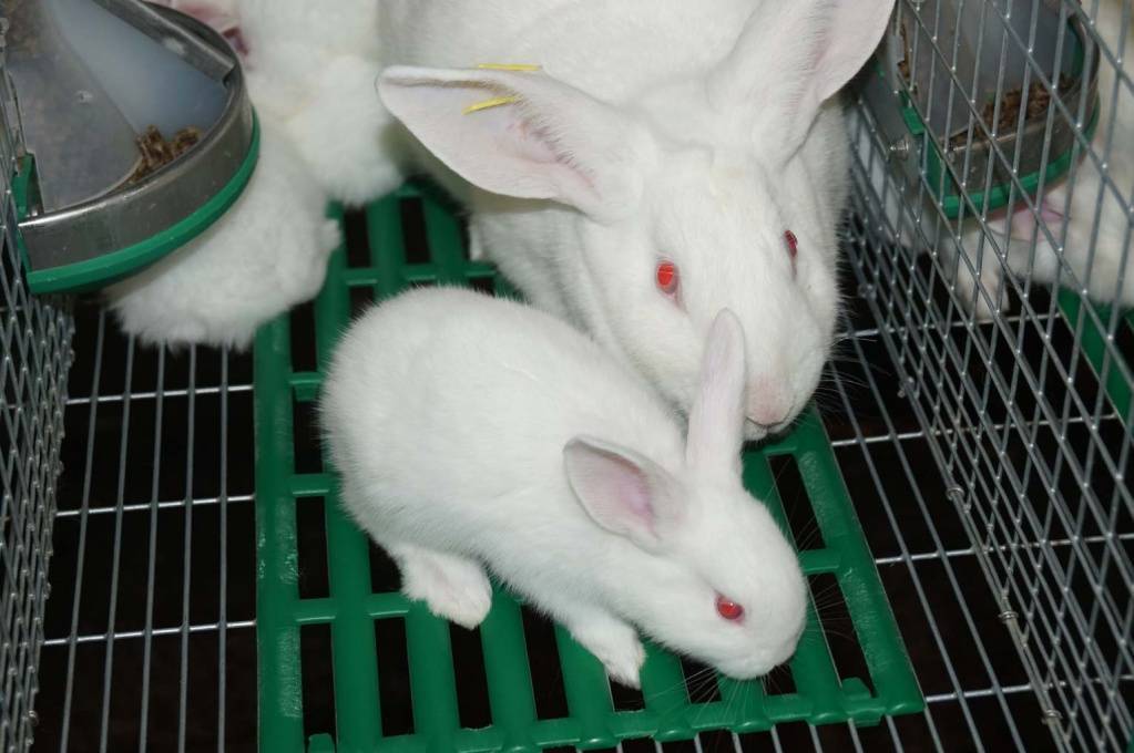 Кролики хиколь: описание породы, характеристика, фото - dc61.ru