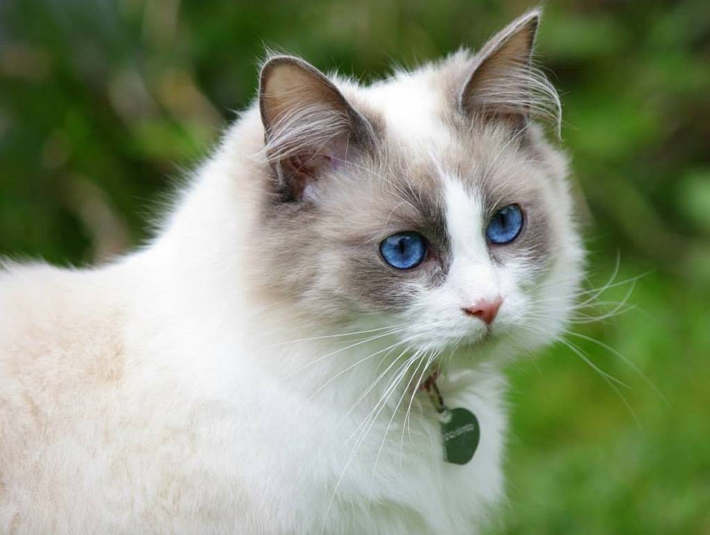 Породы кошек с голубыми глазами: фото с названиями (список)