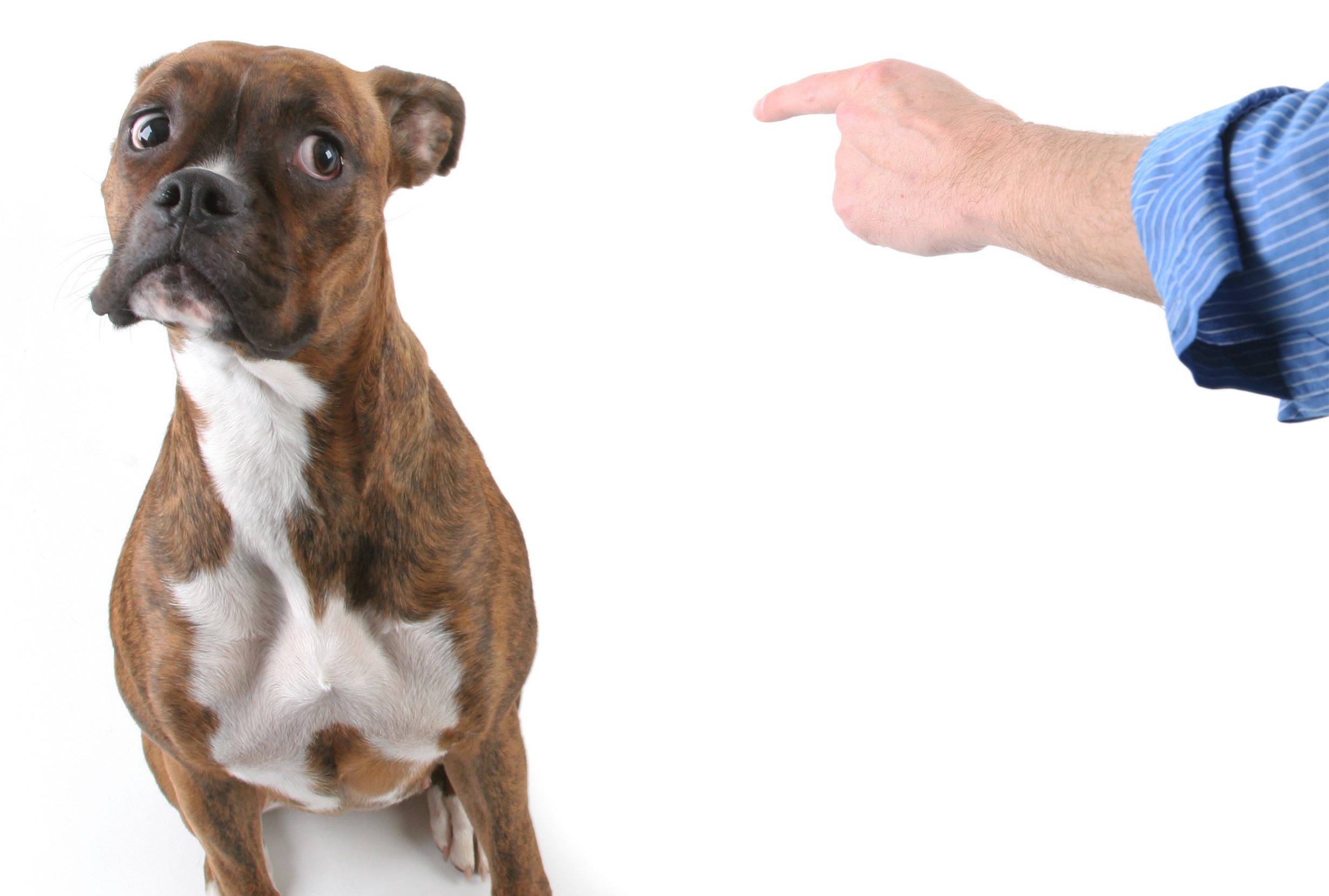 Что делать с непослушной собакой: непослушные породы собак, ошибки начинающих владельцев, методы воспитания и корректировки поведения