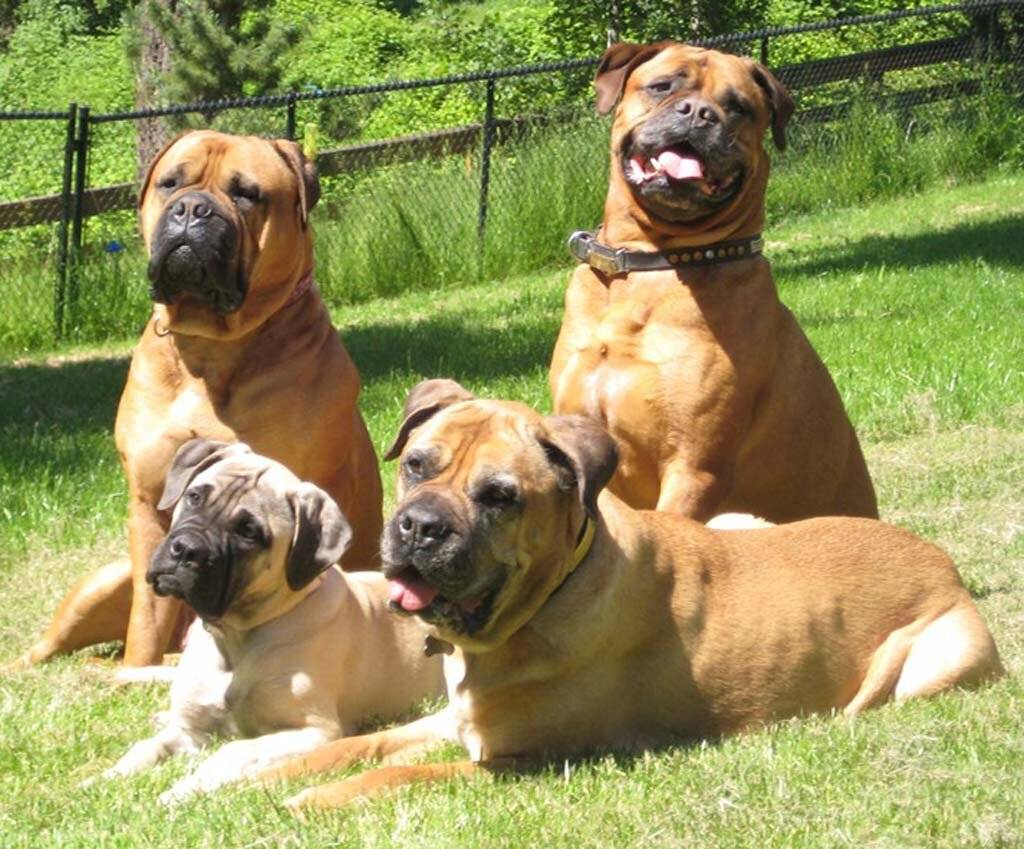 Самые опасные собаки в мире: топ 10 пород с названиями и фото