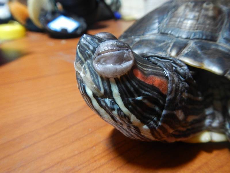 Почему красноухая черепаха не открывает глаза и не ест, глаза опухли