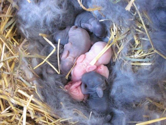 Искусственное кормление новорождённых крольчат.