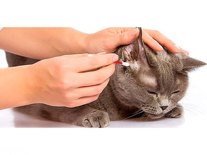 Корка в ушах у кошки | страж чистоты
