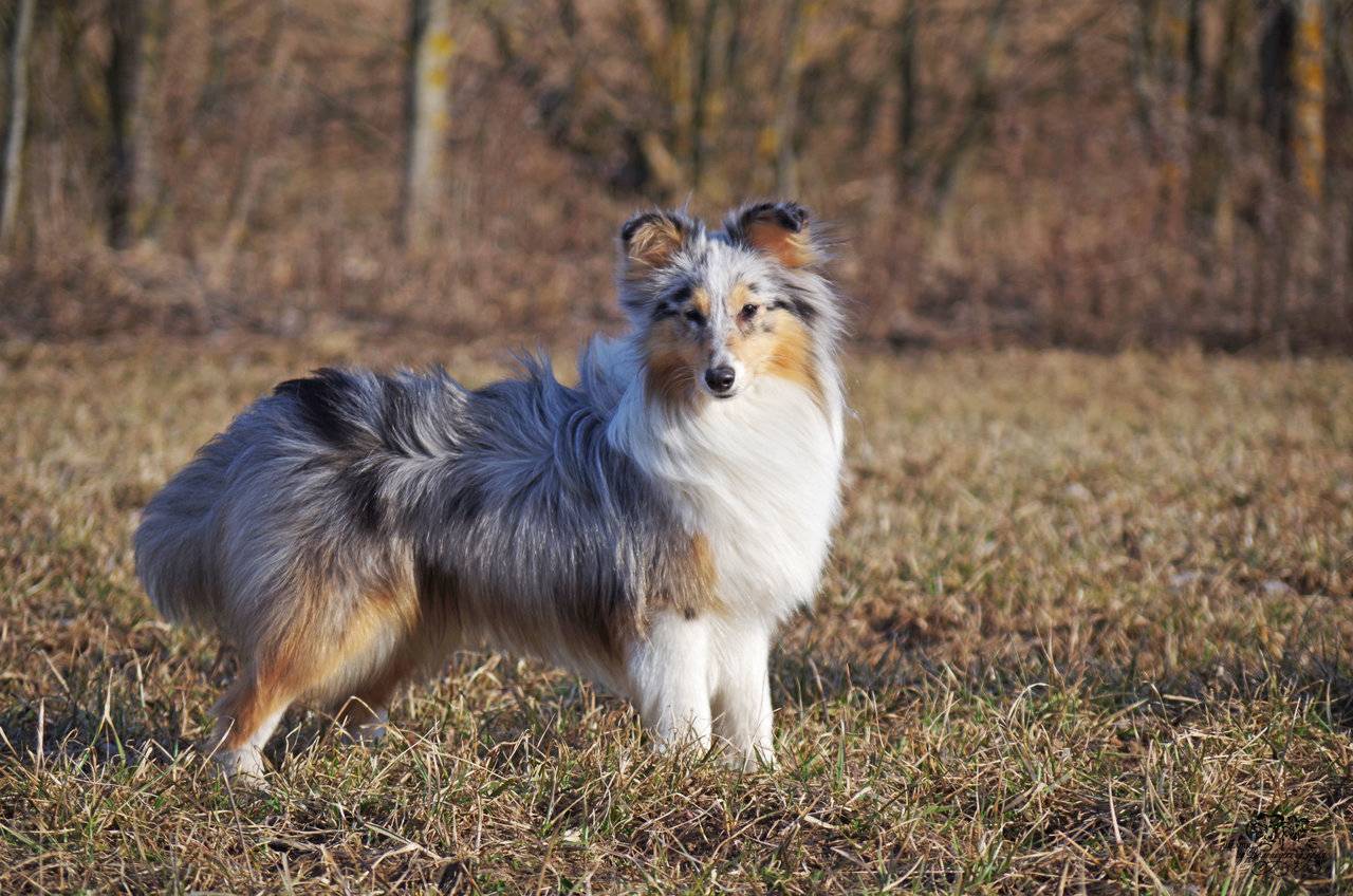 Шелти, или мини-колли – шотландская порода: характеристика собаки, внешний вид, характер и поведение, содержание и уход