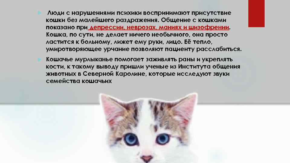 Кошка стала агрессивной: главные причины «ненормального» поведения