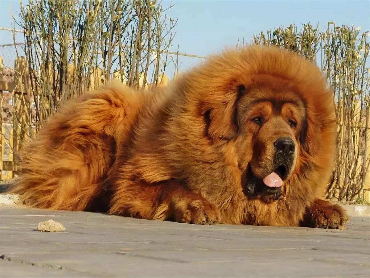 Самая древняя порода собак в мире