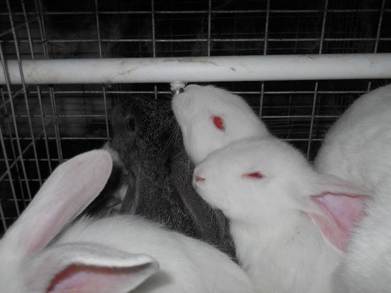Как сделать поилку для кроликов своими руками?