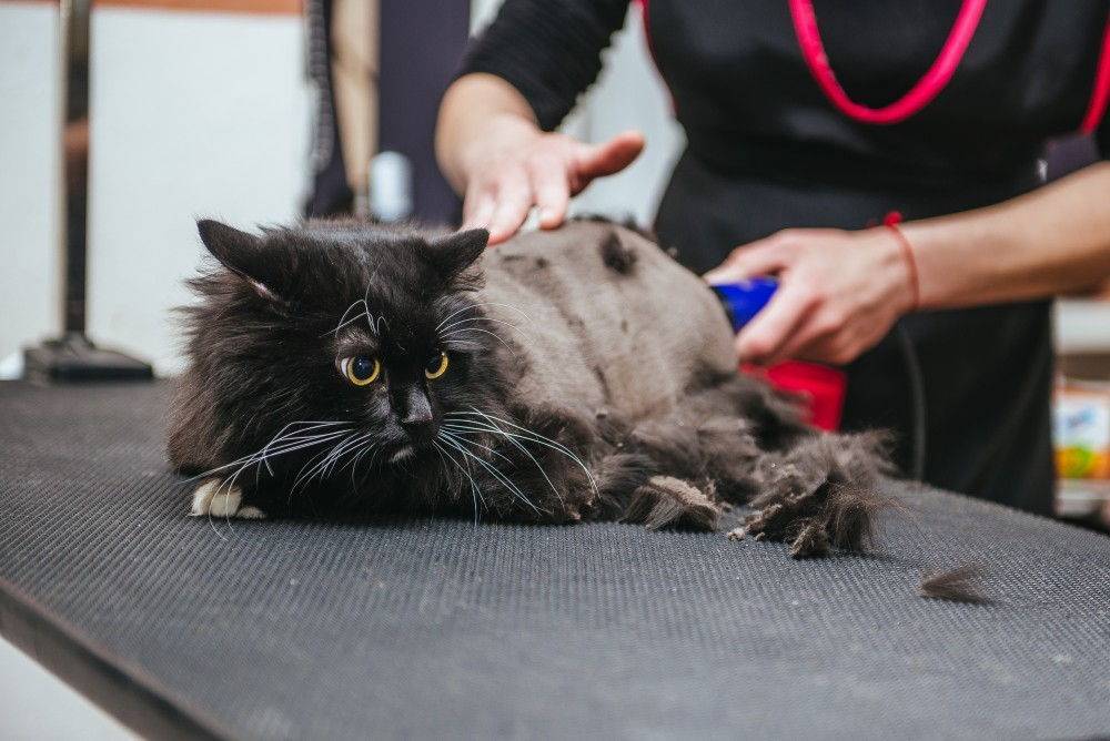 Как подстричь британского кота машинкой