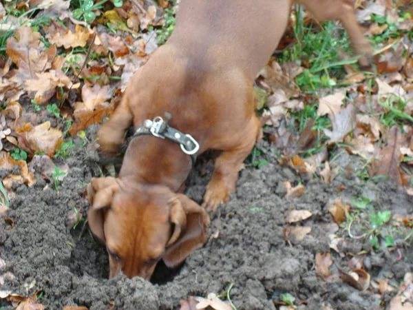 Собака ест кал: почему, причины, что делать