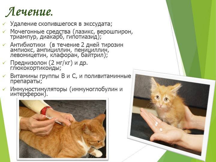 Перитонит у кошек: симптомы и лечение заболевания