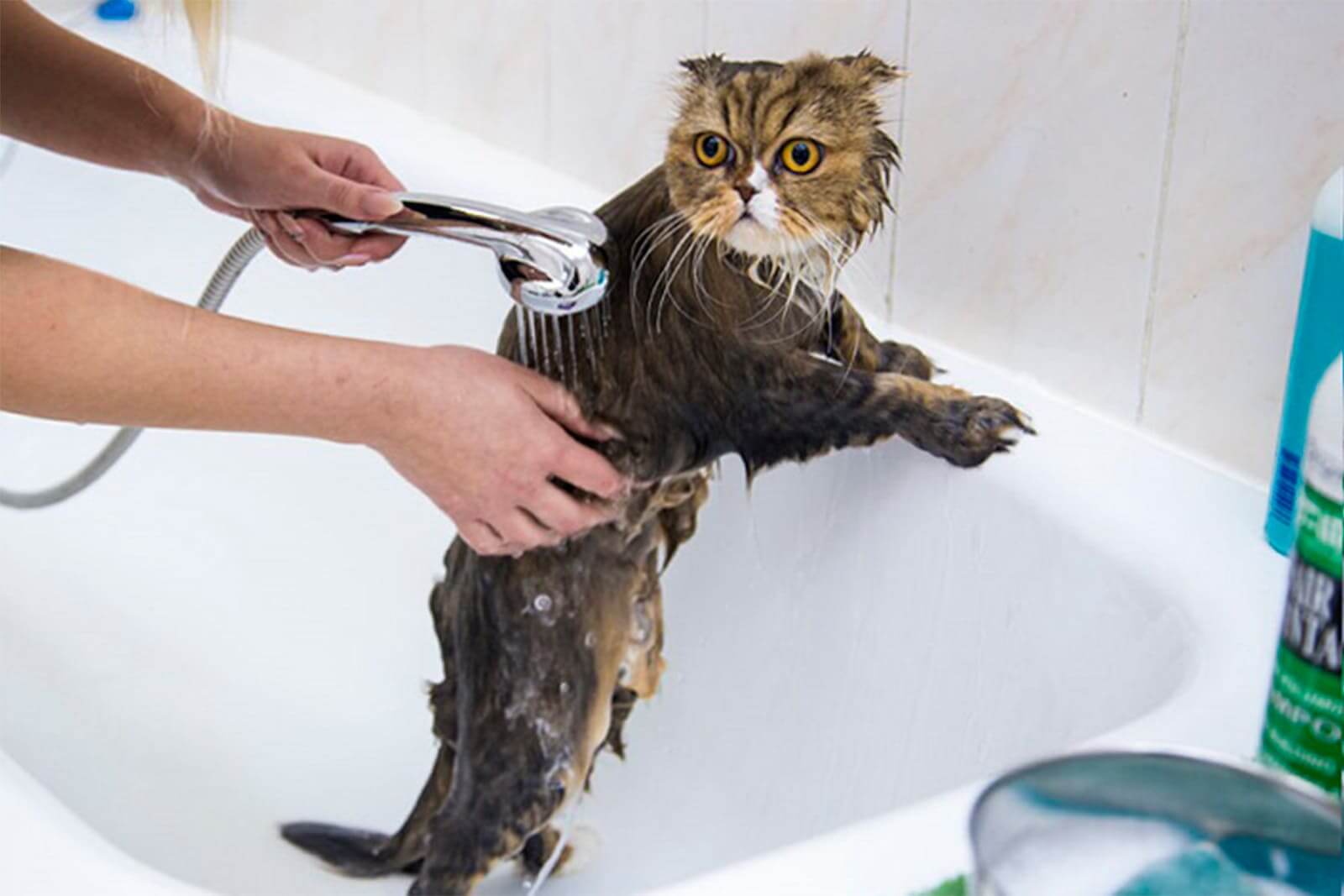 Нужно ли купать кошек, как часто? как правильно мыть котов домашних, кошек и котят и чем?