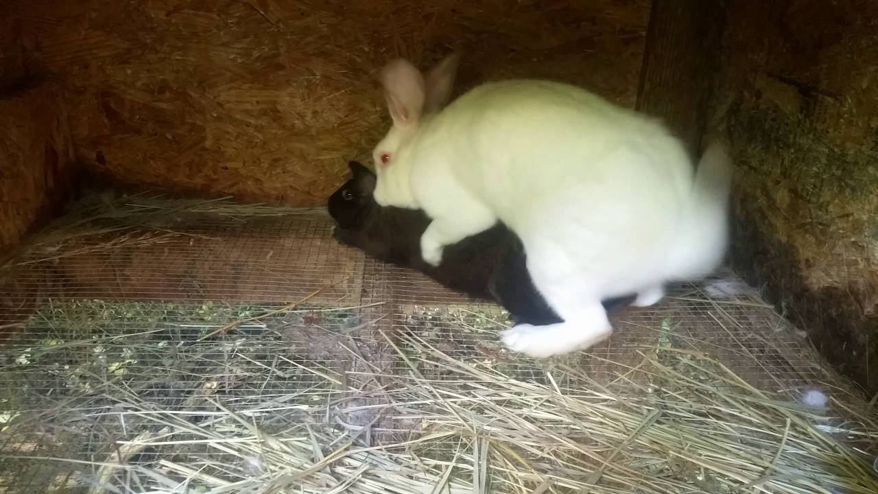 Через сколько рожают крольчихи: сроки длительности беременности и вынашивания