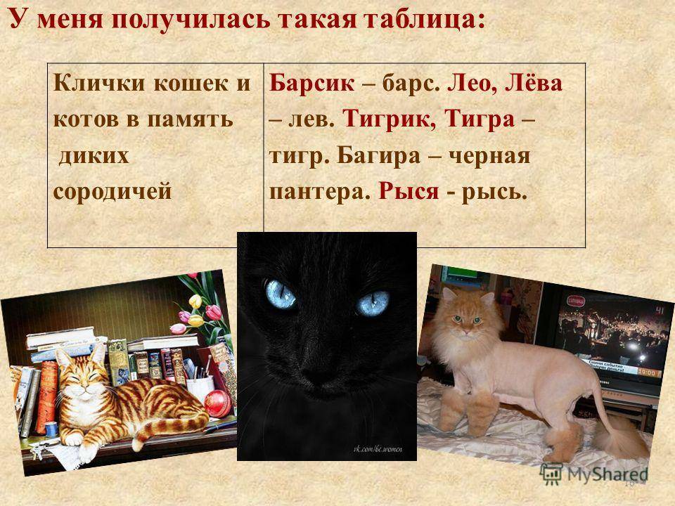Имена и клички для котов: как назвать котенка мальчика серого, белого, чёрного, рыжего и других окрасов