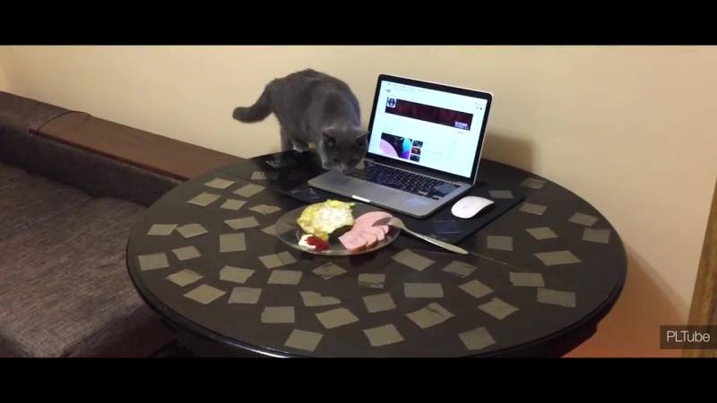 Как отучить кошек и котов лазить по столам | прыгать и ходить по столу