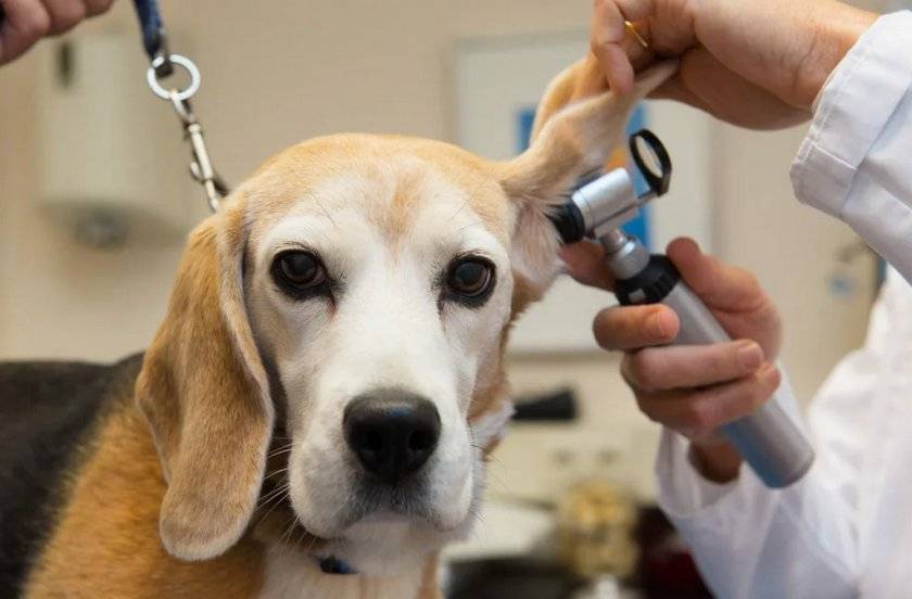 Топ-5 причин, почему собака чешет уши и трясет головой?