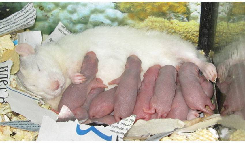 Размножение крыс в домашних условиях | zoodom