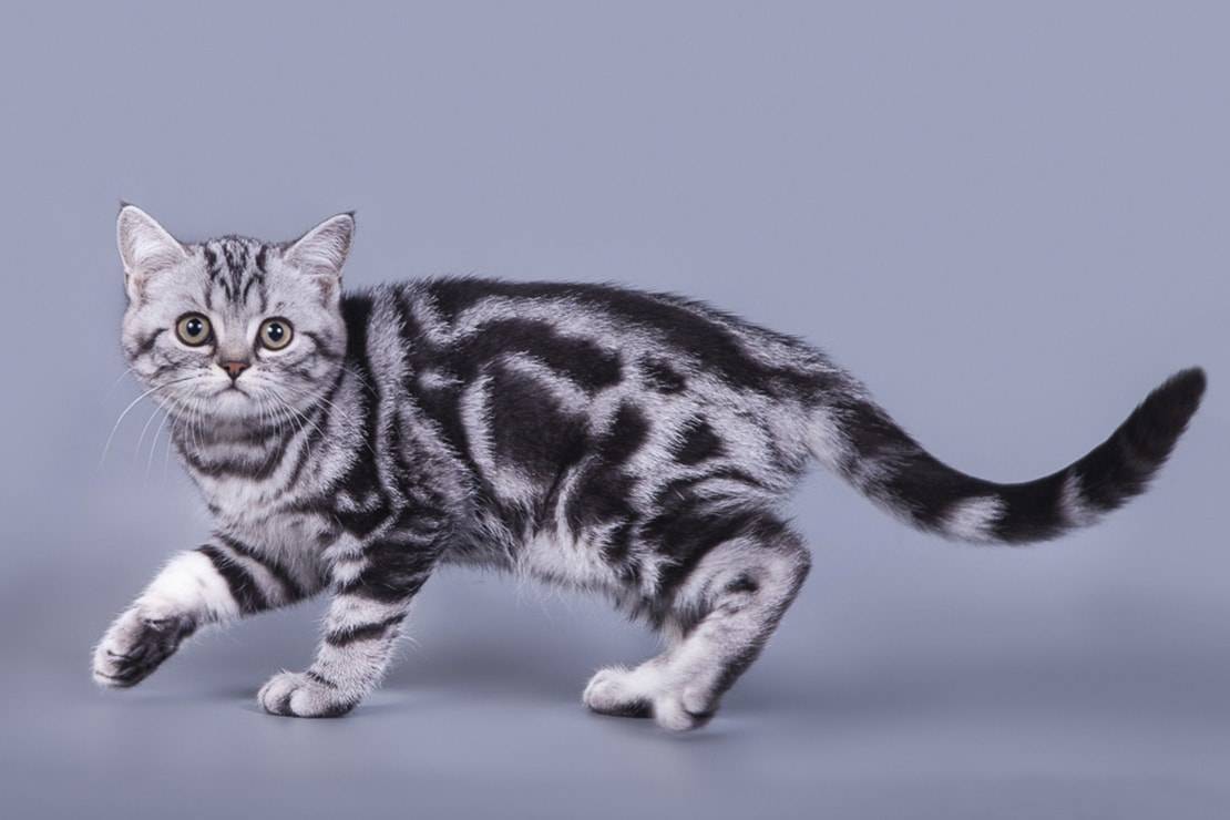 Короткошерстные кошки: названия пород, их описания и фото